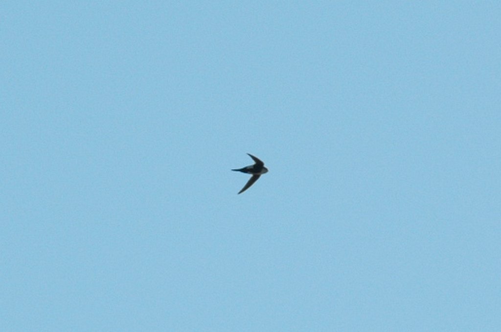 Swallow, White-throated Swift, 2010-07036411b Dedication Point, ID.JPG - White-throated Swift. Dedication Point, Snake River Birds of Prey NCA, ID, 7-3-2010